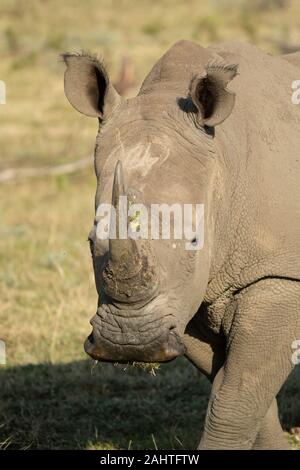 Weiss Nashorn, Rhinocerotidae), Gondwana Game Reserve, Südafrika Stockfoto