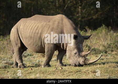 Weiss Nashorn, Rhinocerotidae), Gondwana Game Reserve, Südafrika Stockfoto