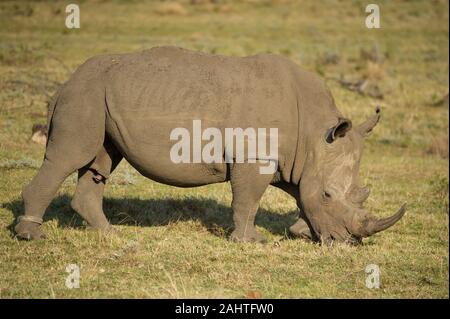 Weiss Nashorn, Rhinocerotidae), Gondwana Game Reserve, Südafrika Stockfoto