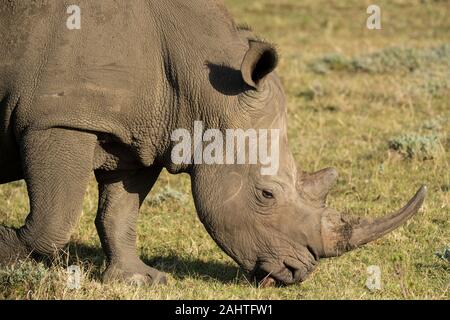 Weiss Nashorn, Rhinocerotidae), Gondwana Game Reserve, Südafrika Stockfoto