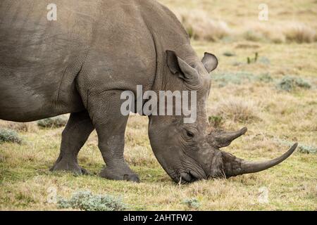 Weiss Nashorn, Rhinocerotidae), Gondwana Game Reserve, Südafrika Stockfoto