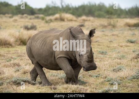 Weiss Nashorn, Rhinocerotidae), Gondwana Game Reserve, Südafrika Stockfoto