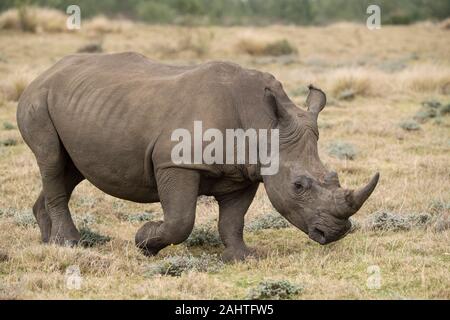 Weiss Nashorn, Rhinocerotidae), Gondwana Game Reserve, Südafrika Stockfoto