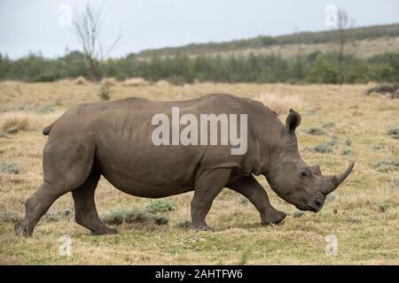 Weiss Nashorn, Rhinocerotidae), Gondwana Game Reserve, Südafrika Stockfoto