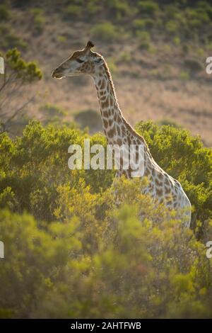 Südliche giraffe Giraffa Camelopardalis giraffa,, Gondwana Game Reserve, Südafrika Stockfoto