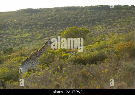 Südliche giraffe Giraffa Camelopardalis giraffa,, Gondwana Game Reserve, Südafrika Stockfoto