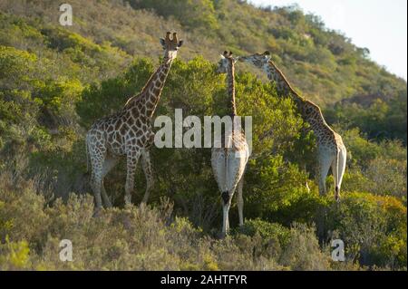 Südliche Giraffa Camelopardalis giraffa Giraffen,, Gondwana Game Reserve, Südafrika Stockfoto