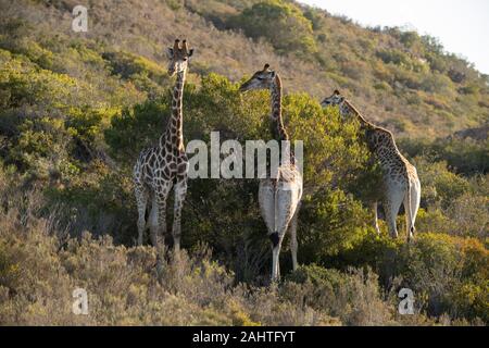 Südliche Giraffa Camelopardalis giraffa Giraffen,, Gondwana Game Reserve, Südafrika Stockfoto