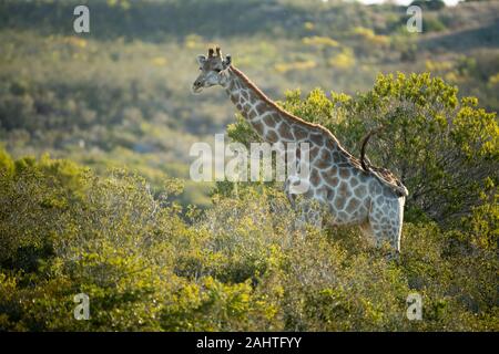 Südliche giraffe Giraffa Camelopardalis giraffa,, Gondwana Game Reserve, Südafrika Stockfoto