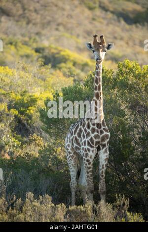 Südliche giraffe Giraffa Camelopardalis giraffa,, Gondwana Game Reserve, Südafrika Stockfoto