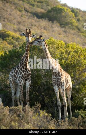 Südliche Giraffa Camelopardalis giraffa Giraffen,, Gondwana Game Reserve, Südafrika Stockfoto