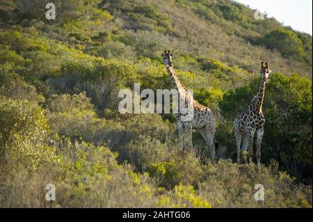 Südliche Giraffa Camelopardalis giraffa Giraffen,, Gondwana Game Reserve, Südafrika Stockfoto