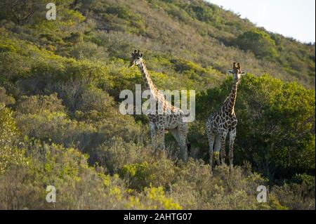 Südliche Giraffa Camelopardalis giraffa Giraffen,, Gondwana Game Reserve, Südafrika Stockfoto