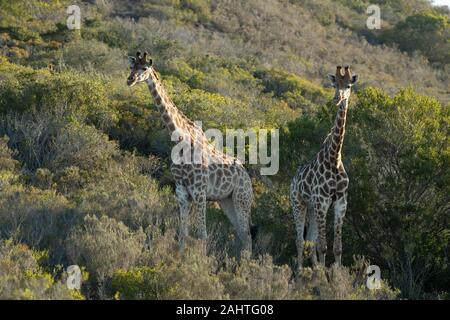 Südliche Giraffa Camelopardalis giraffa Giraffen,, Gondwana Game Reserve, Südafrika Stockfoto