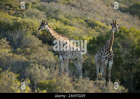 Südliche Giraffa Camelopardalis giraffa Giraffen,, Gondwana Game Reserve, Südafrika Stockfoto