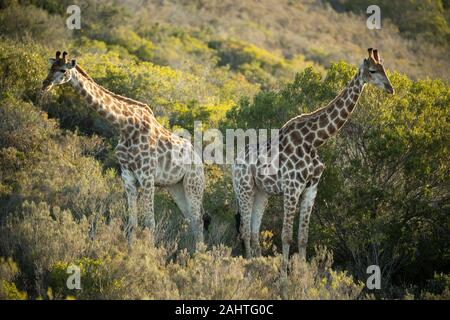 Südliche Giraffa Camelopardalis giraffa Giraffen,, Gondwana Game Reserve, Südafrika Stockfoto