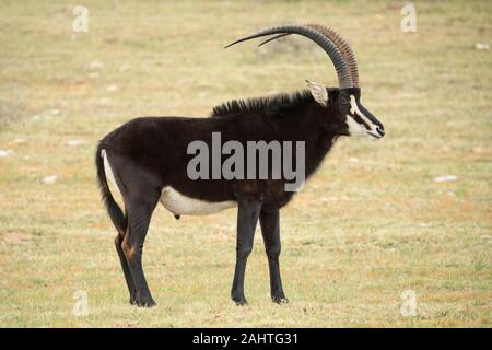 Rappenantilopen, Hippotragus Niger, Gondwana Game Reserve, Südafrika Stockfoto