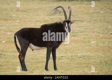 Rappenantilopen, Hippotragus Niger, Gondwana Game Reserve, Südafrika Stockfoto