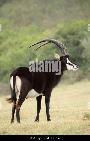 Rappenantilopen, Hippotragus Niger, Gondwana Game Reserve, Südafrika Stockfoto