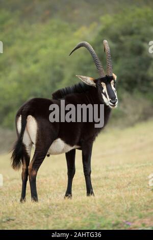 Rappenantilopen, Hippotragus Niger, Gondwana Game Reserve, Südafrika Stockfoto