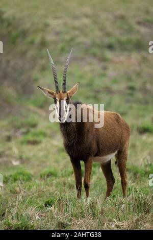 Rappenantilopen, Hippotragus Niger, Gondwana Game Reserve, Südafrika Stockfoto