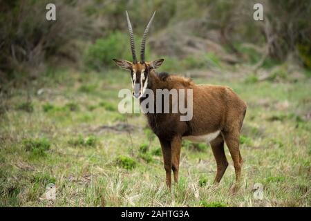 Rappenantilopen, Hippotragus Niger, Gondwana Game Reserve, Südafrika Stockfoto