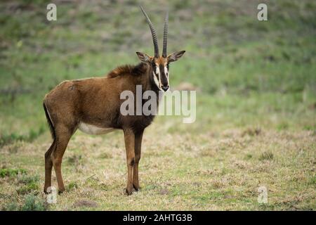 Rappenantilopen, Hippotragus Niger, Gondwana Game Reserve, Südafrika Stockfoto