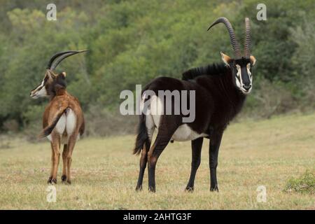 Rappenantilopen, Hippotragus Niger, Gondwana Game Reserve, Südafrika Stockfoto