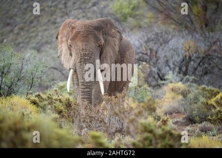 Afrikanischer Elefant im Fynbos Vegetation, Loxodonta africana Africana, Sanbona Wildlife Reserve, Südafrika Stockfoto