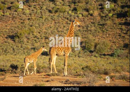 Südliche giraffe Giraffa Camelopardalis mit Jungen, giraffa, Sanbona Wildlife Reserve, Südafrika Stockfoto