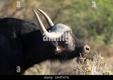 Büffel, Syncerus caffer, Sanbona Wildlife Reserve, Südafrika Stockfoto