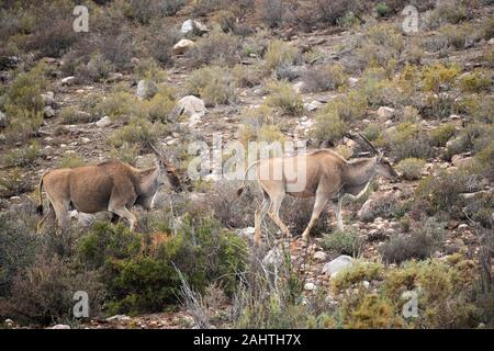 Gemeinsame eland, tragelaphus Oryx, Sanbona Wildlife Reserve, Südafrika Stockfoto