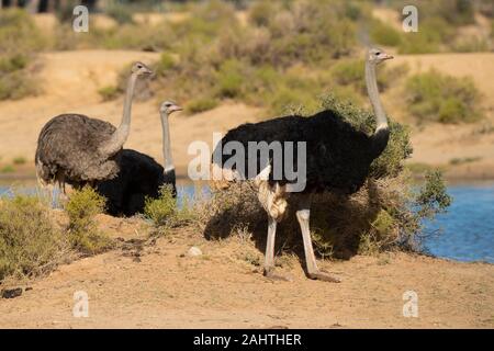 Gemeinsame Strauße, Struthio camelus, Aquila Private Game Reserve, Südafrika Stockfoto