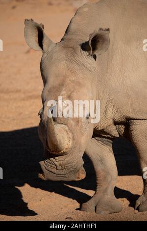 Weiss Nashorn, Rhinocerotidae), Aquila Private Game Reserve, Südafrika Stockfoto