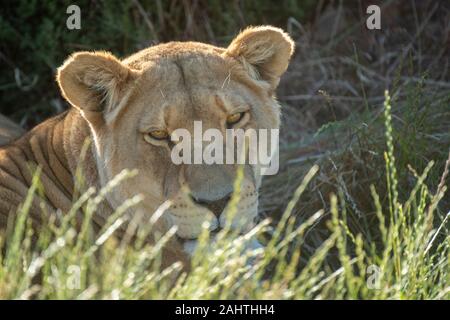 Löwe Panthera leo, Aquila Private Game Reserve, Südafrika Stockfoto