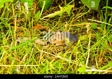 Eine kleine Spitzmaus versteckt im Gras vor einer Katze Stockfoto