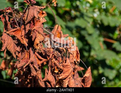 Eine Gruppe von Toten roten Blätter, die immer noch an den Baum im frühen Herbst befestigt Stockfoto