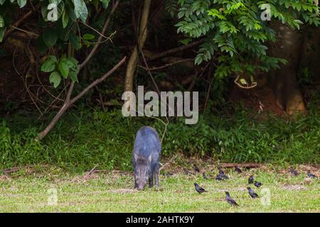 Ein junges Wildschwein außerhalb der Vegetation auf der Suche nach Nahrung und wurde von einer Gruppe von Black-naped Oriole Vögel. Singapur Stockfoto