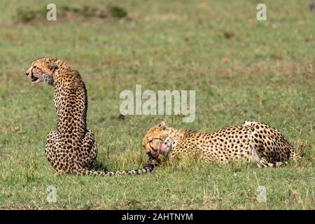 Gepard Jungtiere genießen eine schöne Mahlzeit in den Ebenen Afrikas im Masai Mara National Reserve während einer Wildtier-Safari Stockfoto