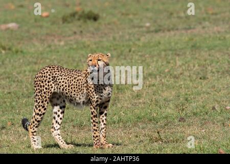 Gepard Jungtiere genießen eine schöne Mahlzeit in den Ebenen Afrikas im Masai Mara National Reserve während einer Wildtier-Safari Stockfoto