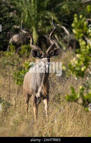 Männliche Kudus, Tragelaphus strepsiceros, iSimangaliso Wetland Park, Südafrika Stockfoto