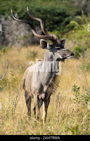 Männliche Kudus, Tragelaphus strepsiceros, iSimangaliso Wetland Park, Südafrika Stockfoto