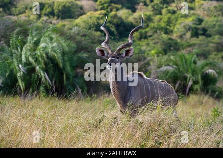 Männliche Kudus, Tragelaphus strepsiceros, iSimangaliso Wetland Park, Südafrika Stockfoto