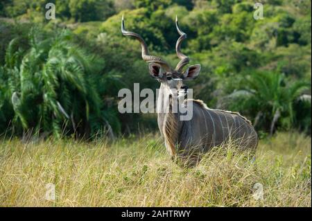 Männliche Kudus, Tragelaphus strepsiceros, iSimangaliso Wetland Park, Südafrika Stockfoto