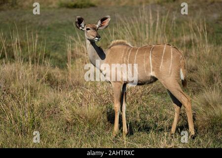 Weibliche Kudus, Tragelaphus strepsiceros, iSimangaliso Wetland Park, Südafrika Stockfoto