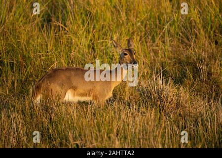 Südliche Riedböcke, Redunca arundinum, iSimangaliso Wetland Park, Südafrika Stockfoto