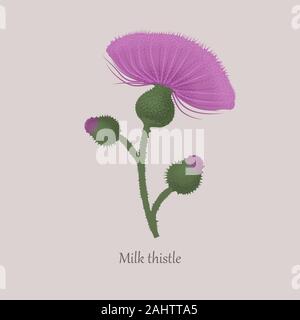 Mariendistel mit lila Blüte auf grauem Hintergrund. Stock Vektor