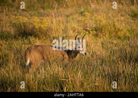 Südliche Riedböcke, Redunca arundinum, iSimangaliso Wetland Park, Südafrika Stockfoto