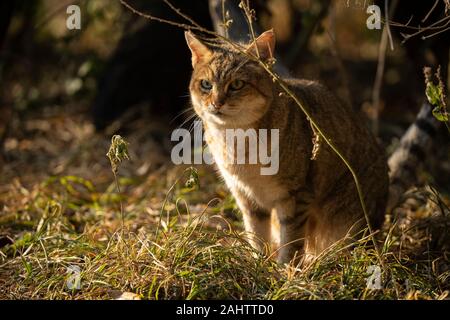 Afrikanische Wildkatze, Felis silvestris lybica Emdoneni, Südafrika Stockfoto