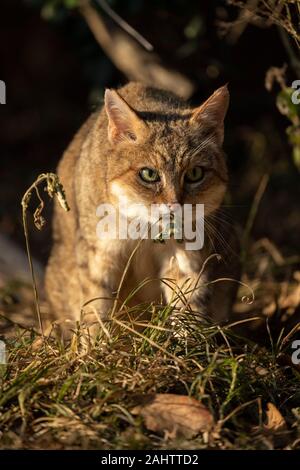 Afrikanische Wildkatze, Felis silvestris lybica Emdoneni, Südafrika Stockfoto